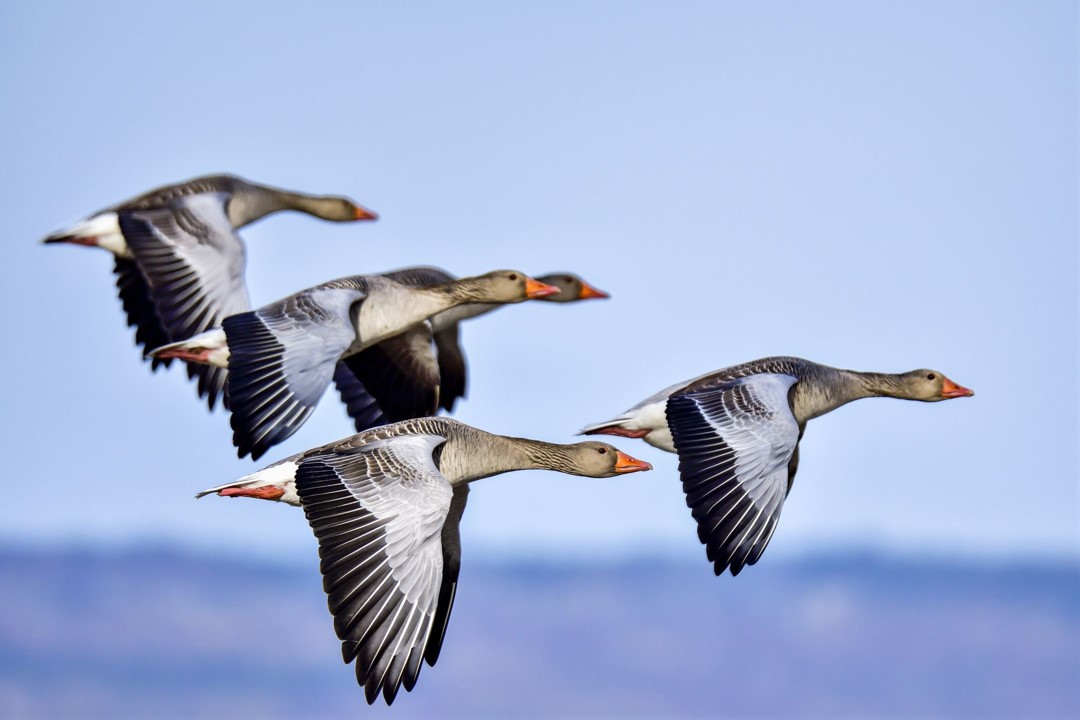 Gänse Gänse als Symbol für das Führungskräftemodul