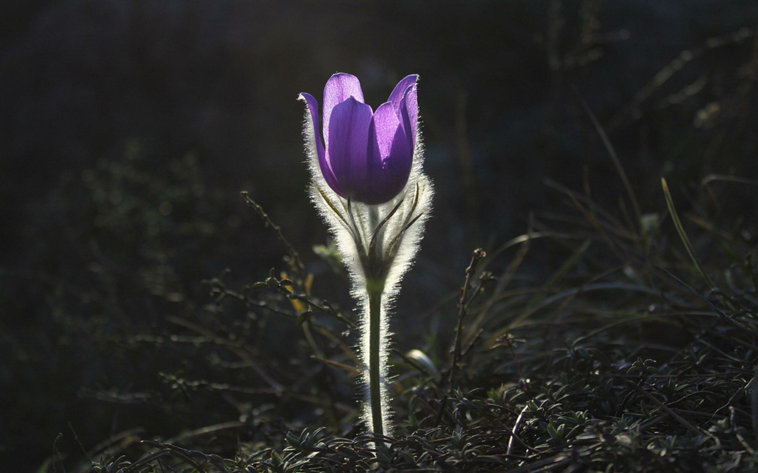 Purple flower against a dark background as a symbol for the careful implementation of the psychosocial risk assessment